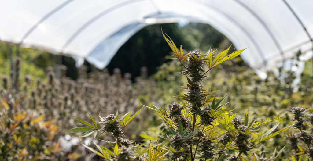 Cinq bocaux en verre alignés contenant différentes variétés de fleurs CBD avec étiquettes en français indiquant type de culture indoor, greenhouse ou outdoor